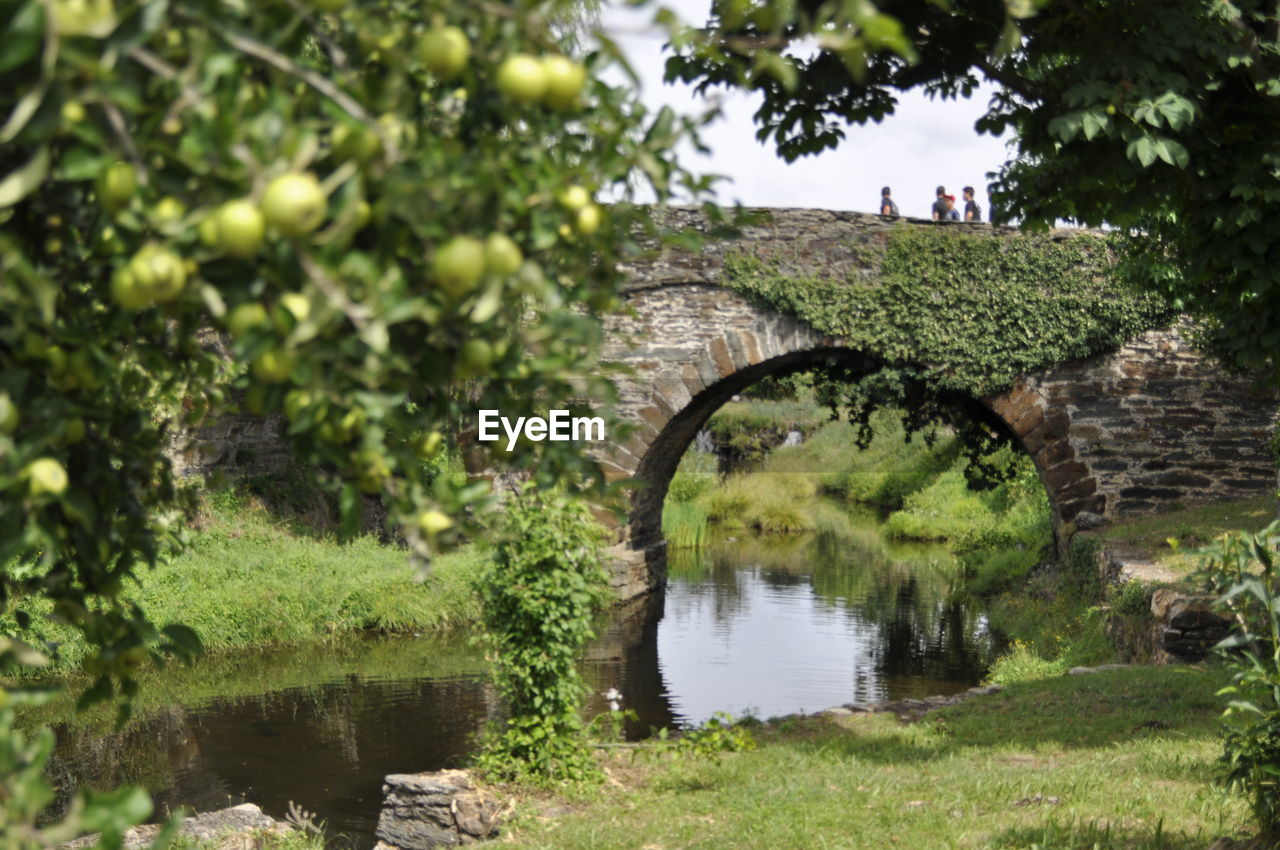 Arch bridge over lake against trees