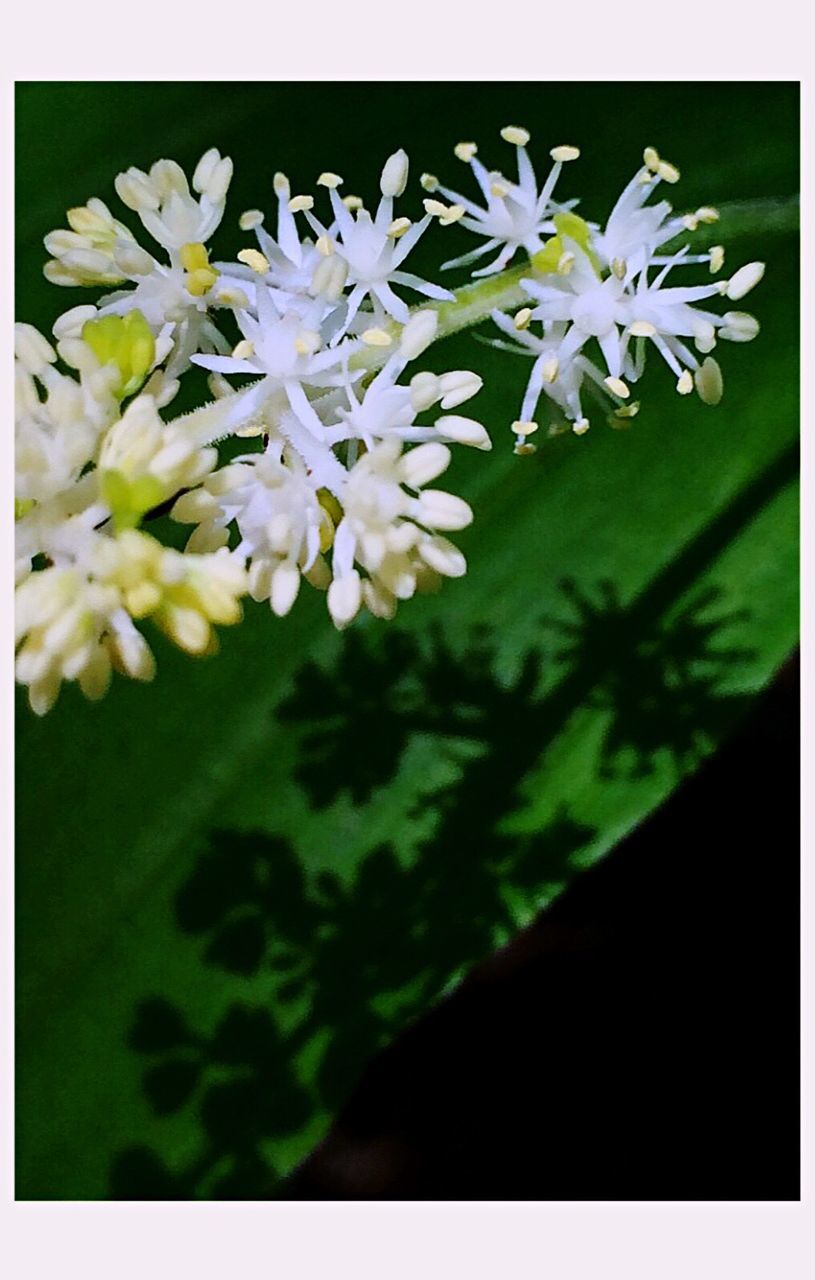 CLOSE-UP OF WHITE FLOWERS BLOOMING AGAINST SKY