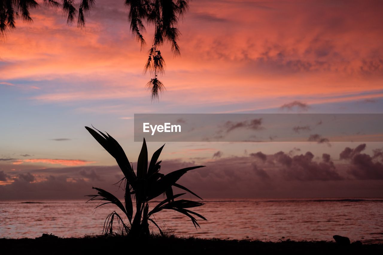 Silhouette plant on beach against sky during sunset