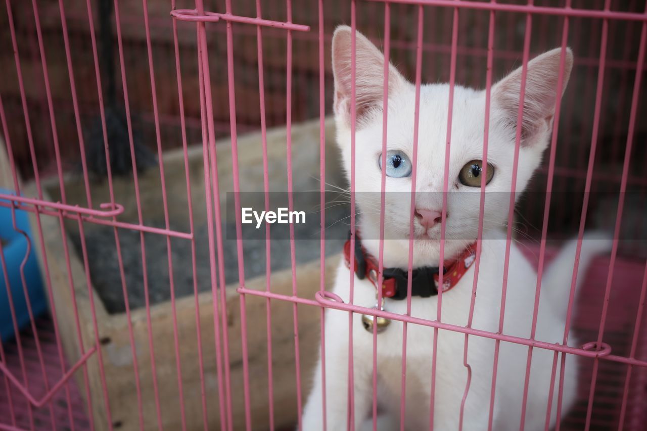 Portrait of cat in cage