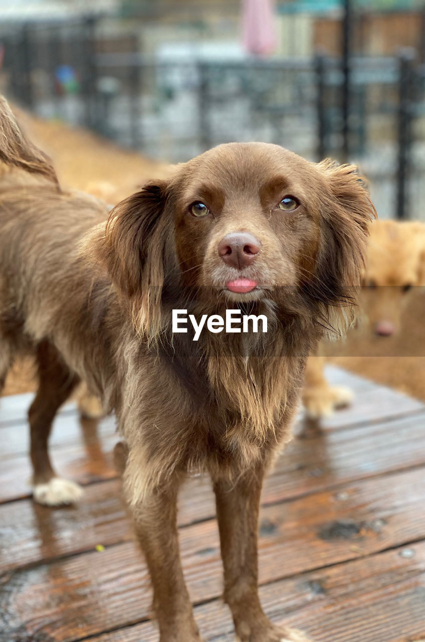 Portrait of dog standing on wood