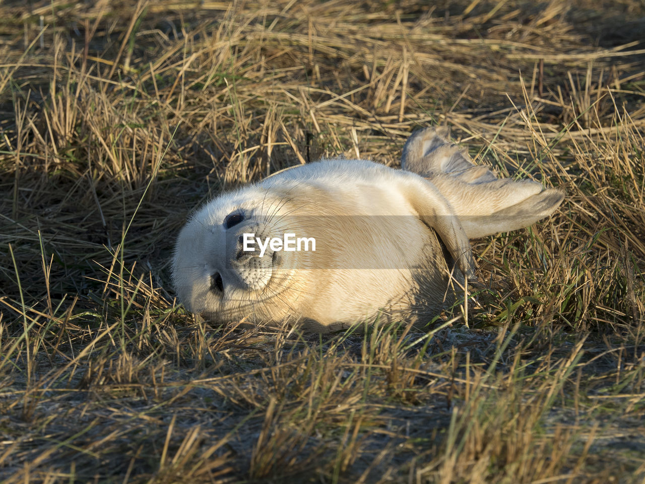 CLOSE-UP OF ANIMAL SLEEPING