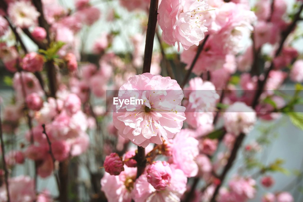 Close-up of pink cherry blossom