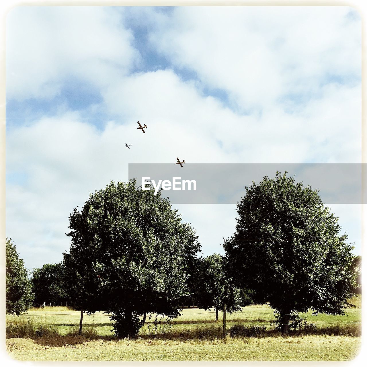 Trees growing on grassy field against cloudy sky