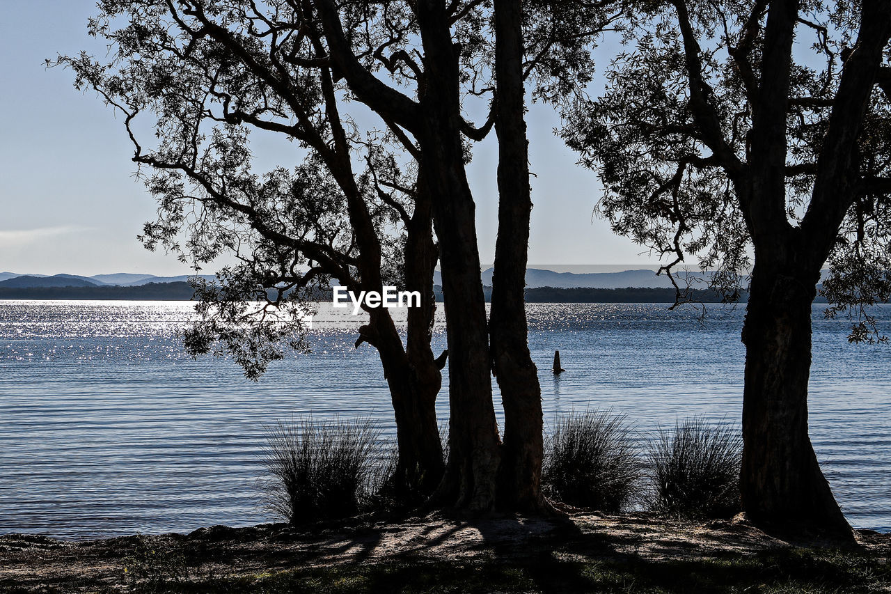 TREES ON SHORE AGAINST SEA