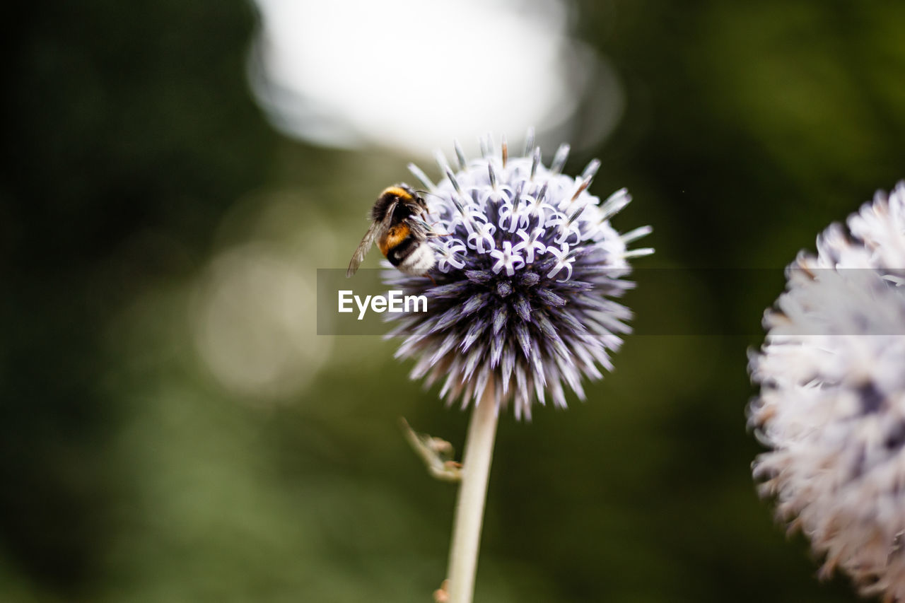 Close-up of honeybee pollinating on purple globe thistle