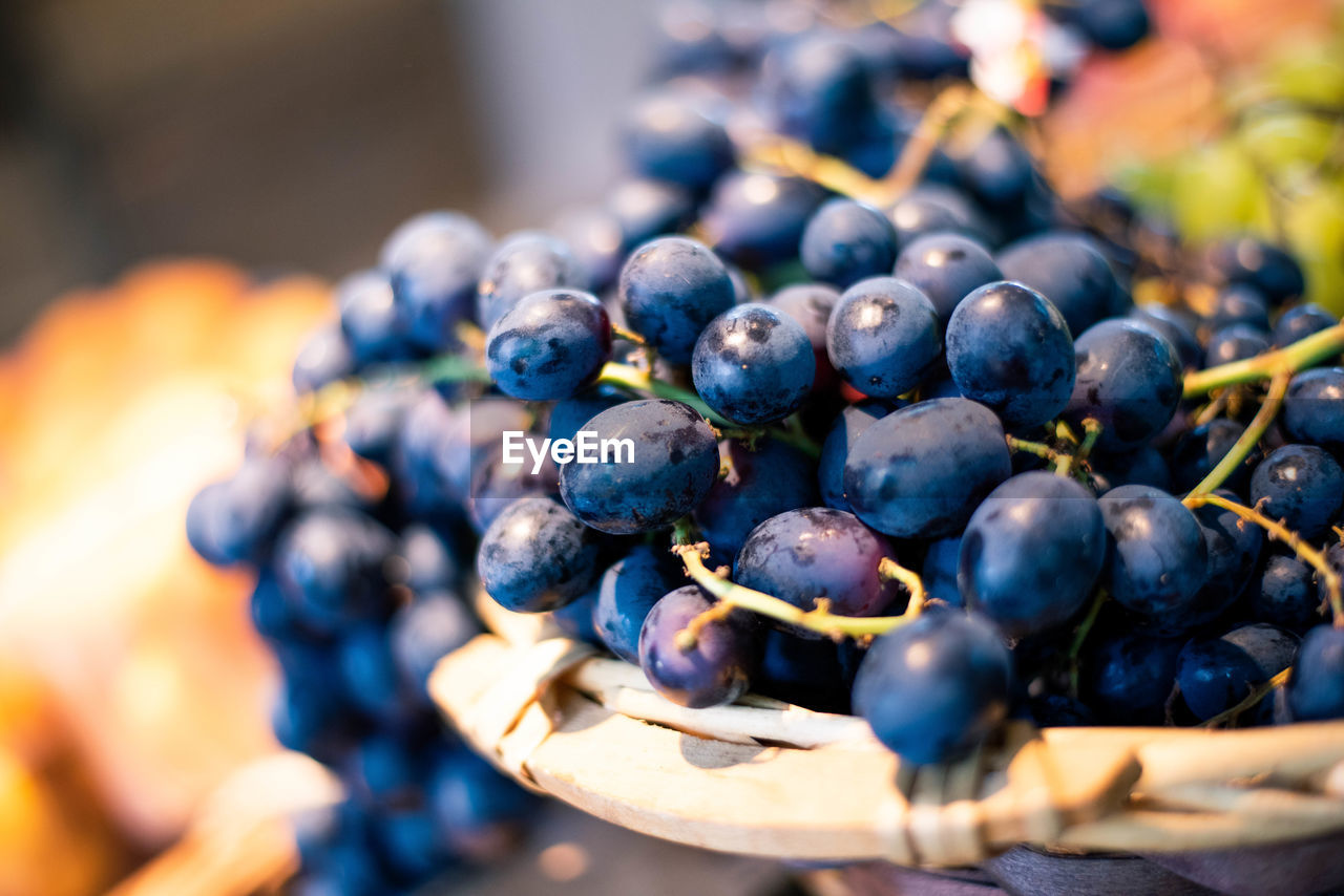 CLOSE-UP OF GRAPES GROWING IN BLUE TABLE
