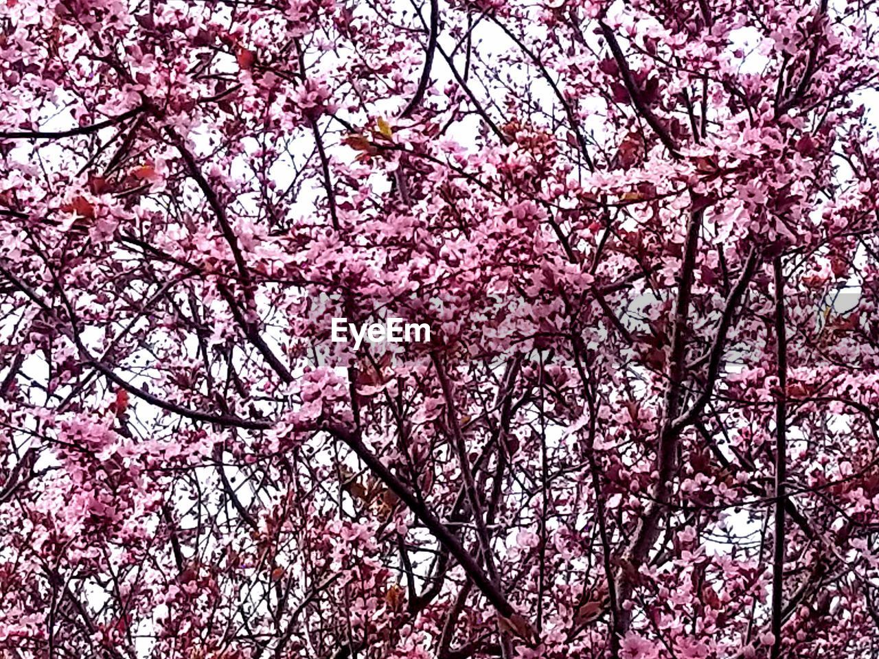 LOW ANGLE VIEW OF CHERRY BLOSSOM TREE AGAINST SKY