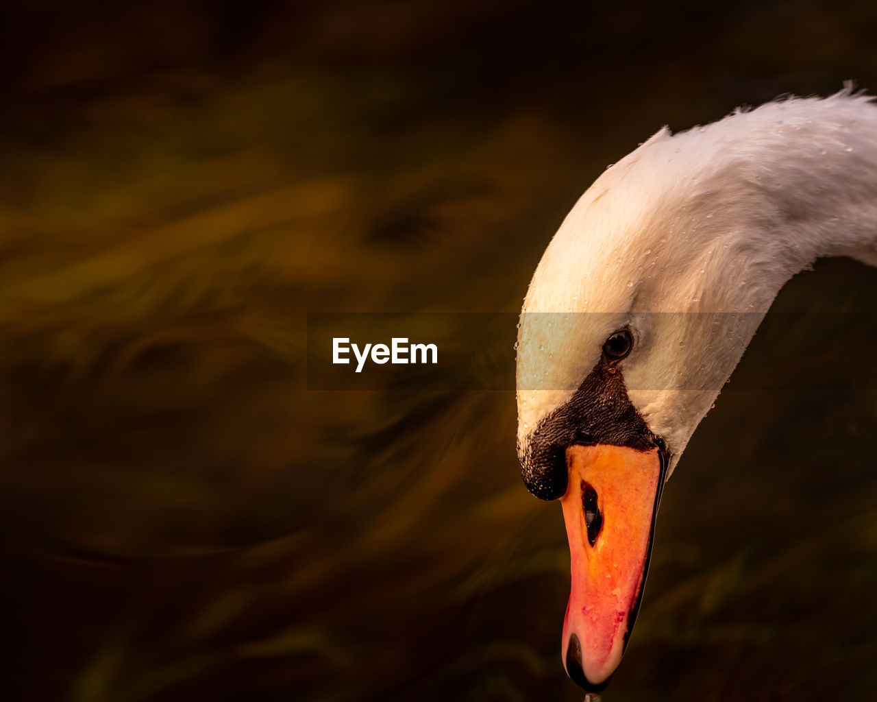 CLOSE-UP OF SWAN FLOATING IN LAKE