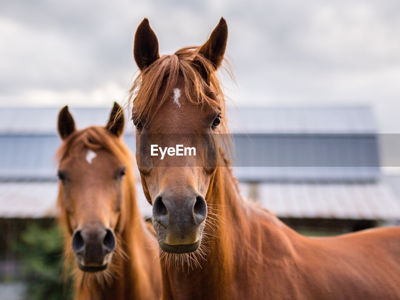 Portrait of horses standing at pen