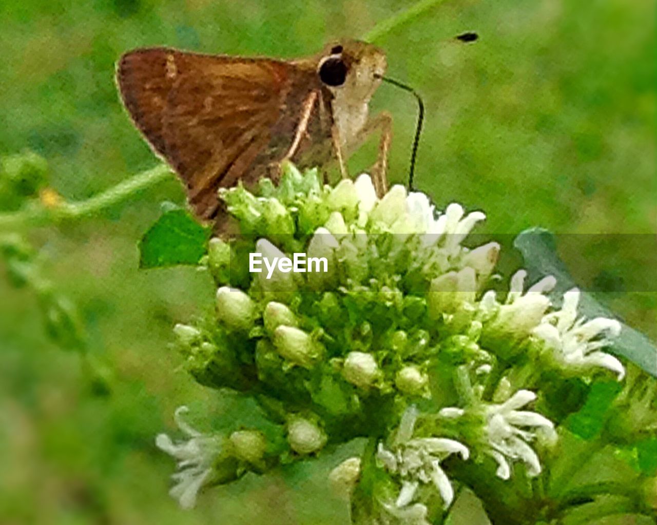 CLOSE-UP OF INSECT ON FLOWERS