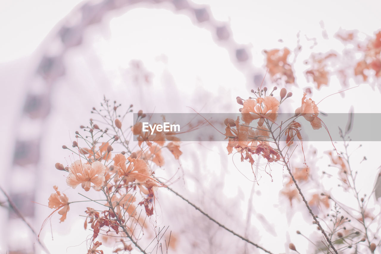 LOW ANGLE VIEW OF CHERRY BLOSSOM AGAINST TREE