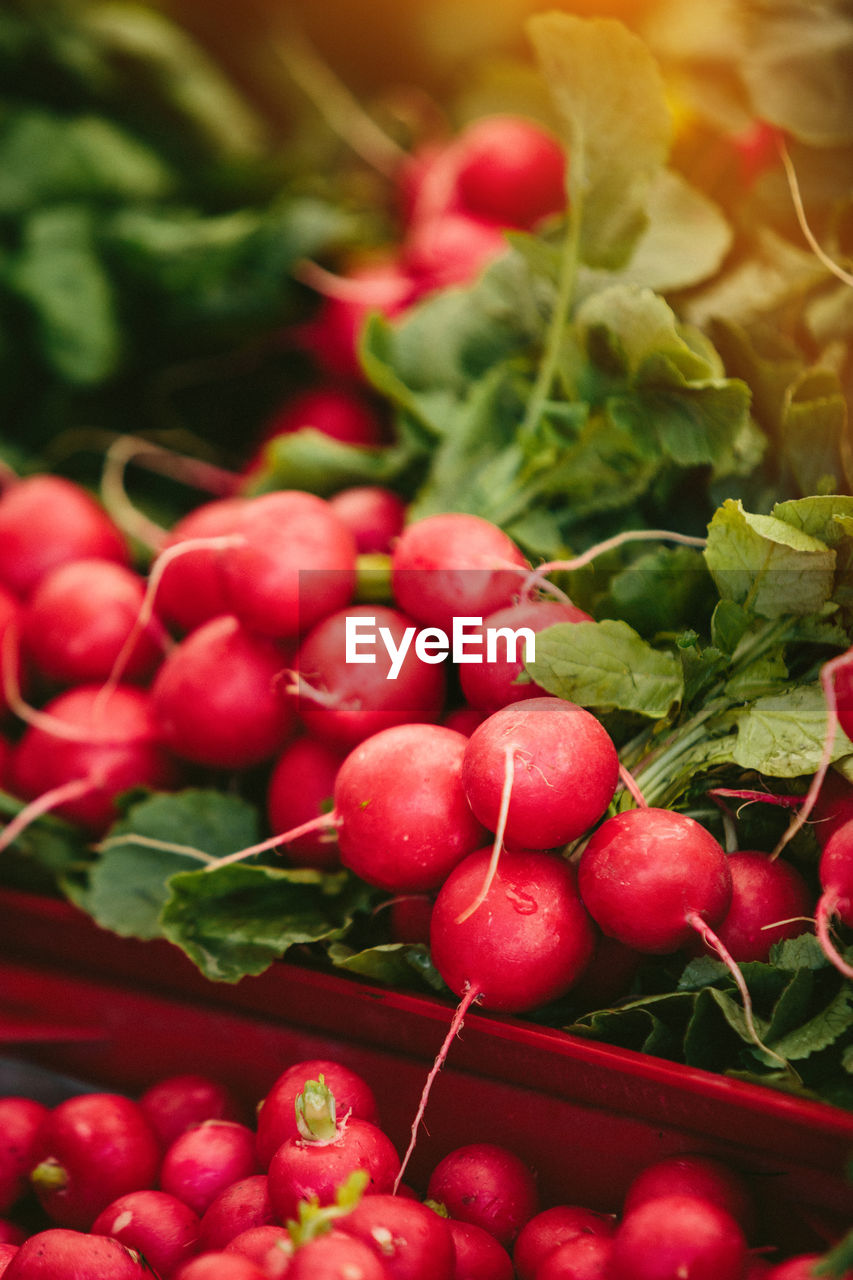 Fresh radish at farmers' market