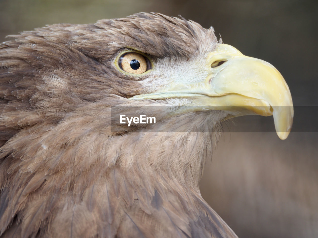 Close-up of eagle