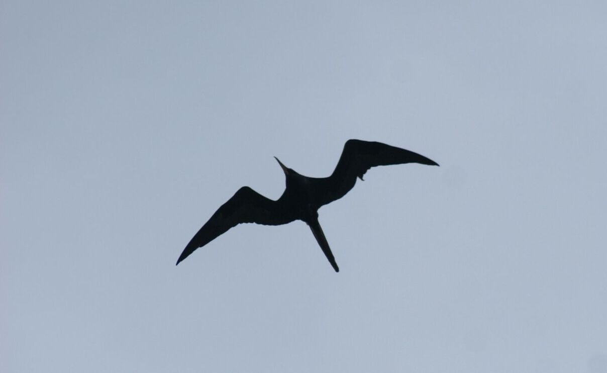 Low angle view of seagull flying on sunny day