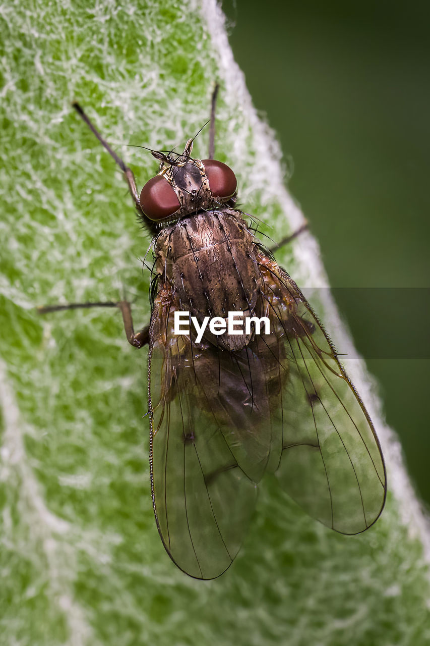 Close-up of a red and gold fly on a leaf