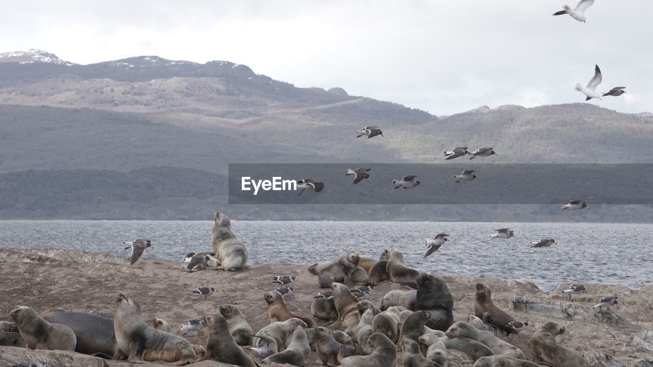 VIEW OF SEAGULLS ON SHORE