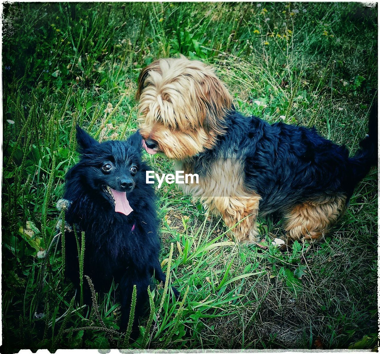 SIDE VIEW OF A DOG ON GRASSY FIELD