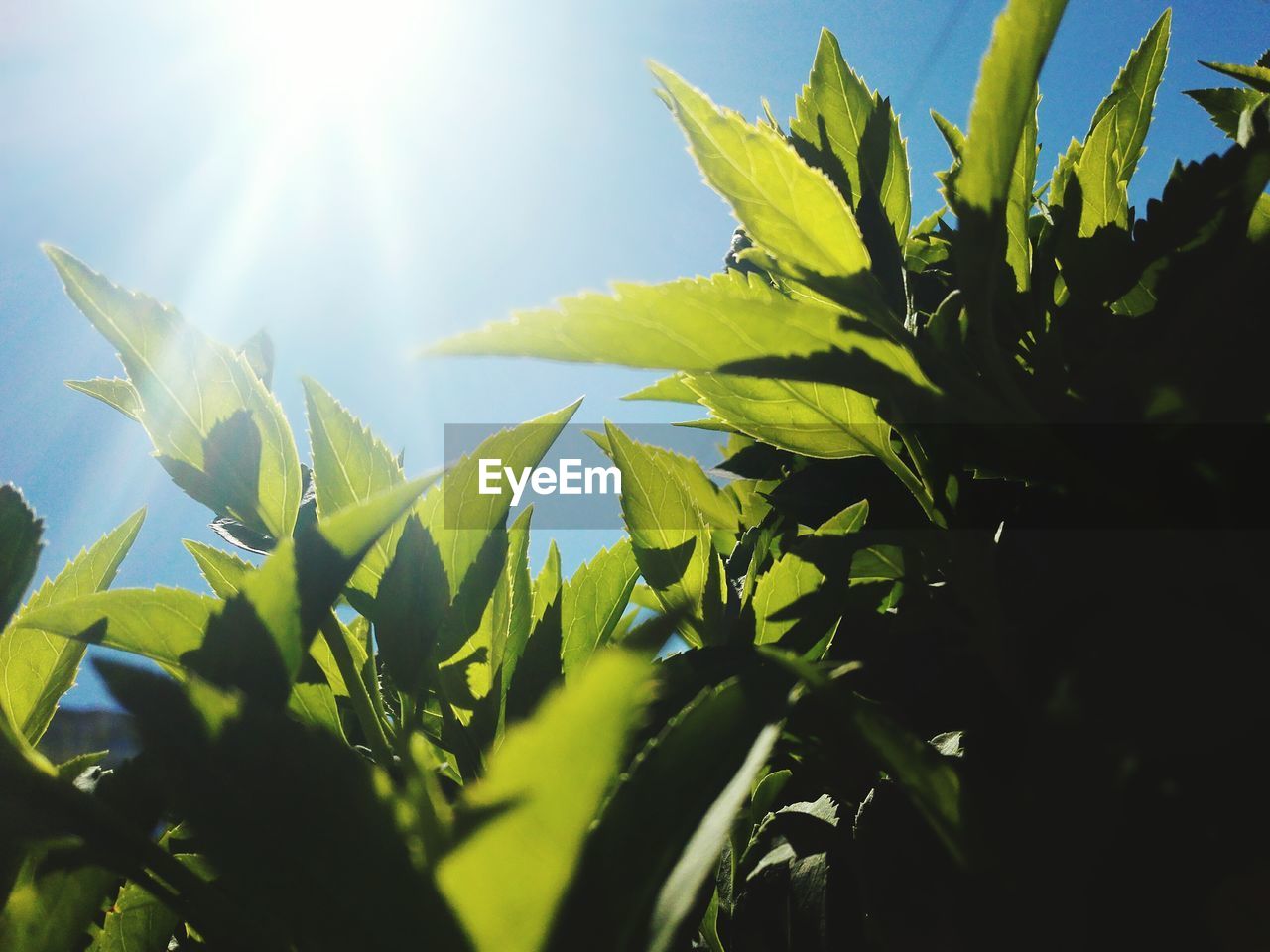 LOW ANGLE VIEW OF PLANTS ON SUNNY DAY