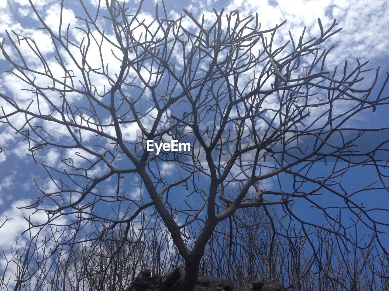 LOW ANGLE VIEW OF BARE TREES AGAINST SKY DURING WINTER
