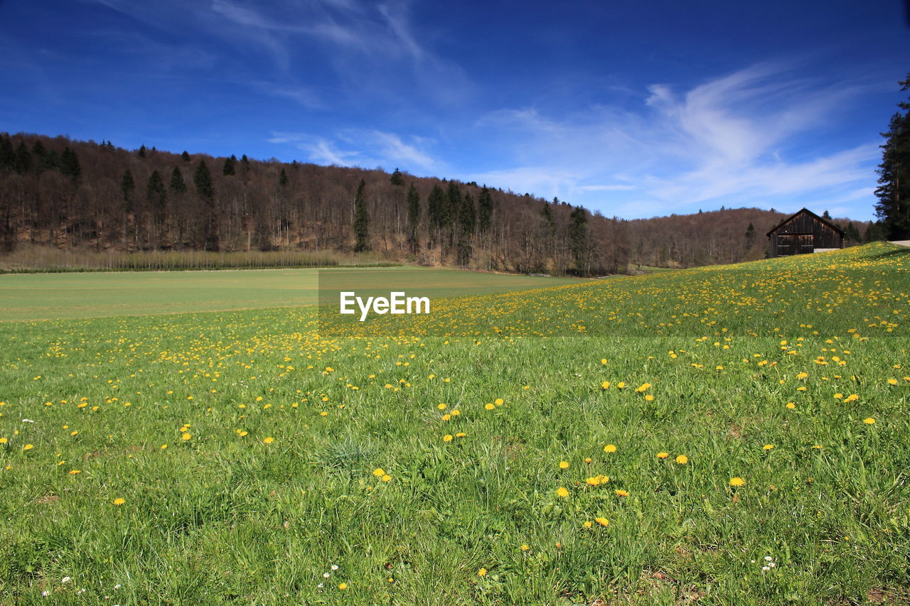 SCENIC VIEW OF FLOWERING PLANTS ON LAND AGAINST SKY