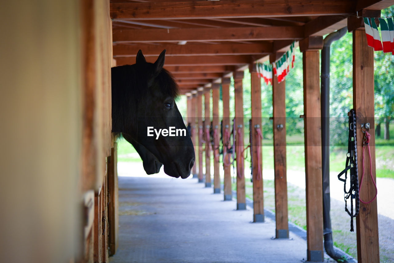 Horse in stable