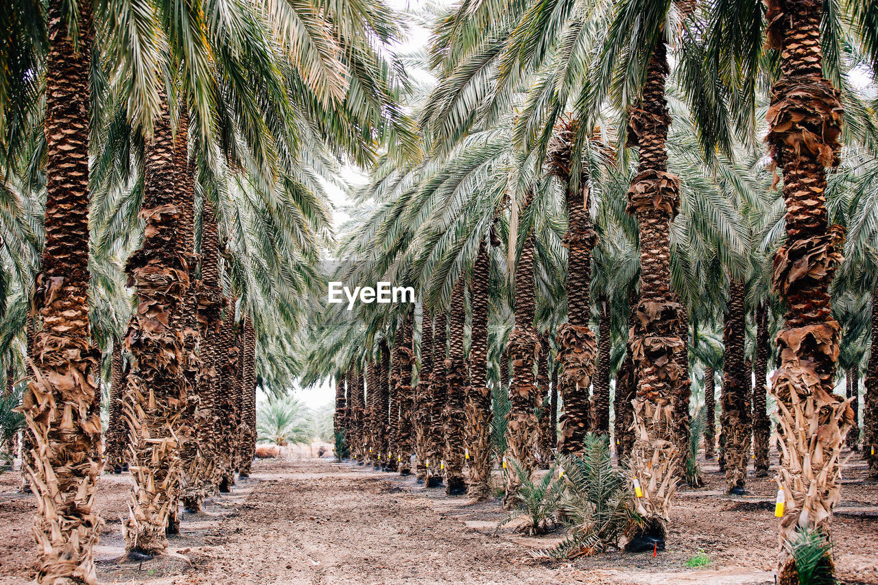 Panoramic shot of palm trees in forest