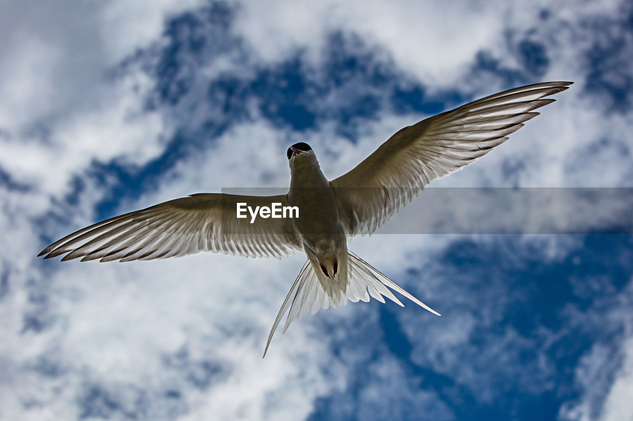 Low angle view of seagull flying against sky