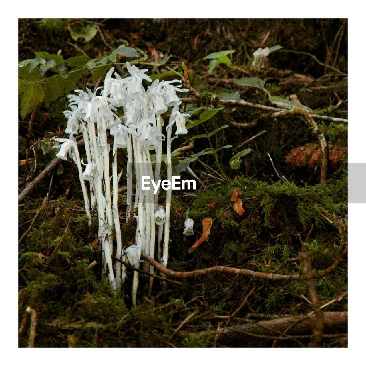 PLANTS GROWING ON TREE