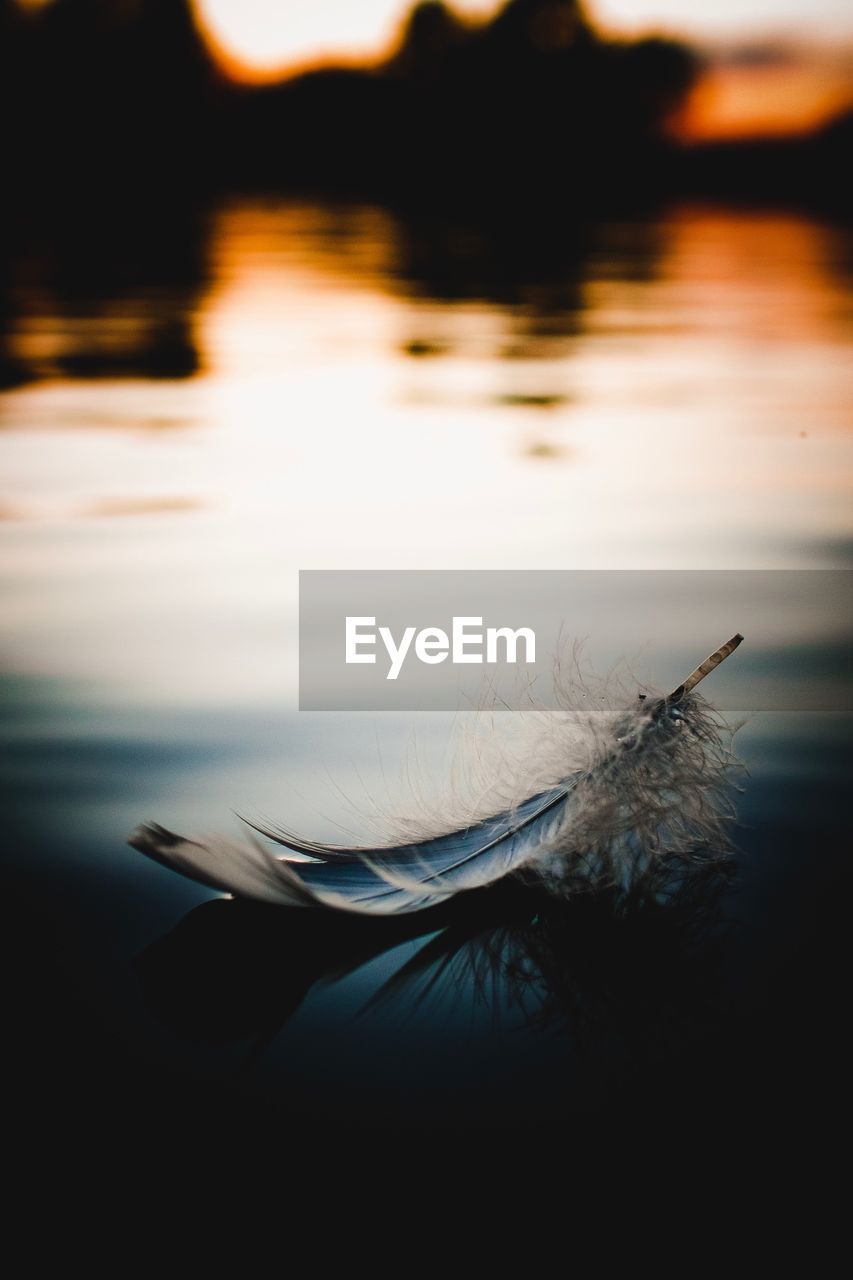 Close-up of feather on lake during sunset