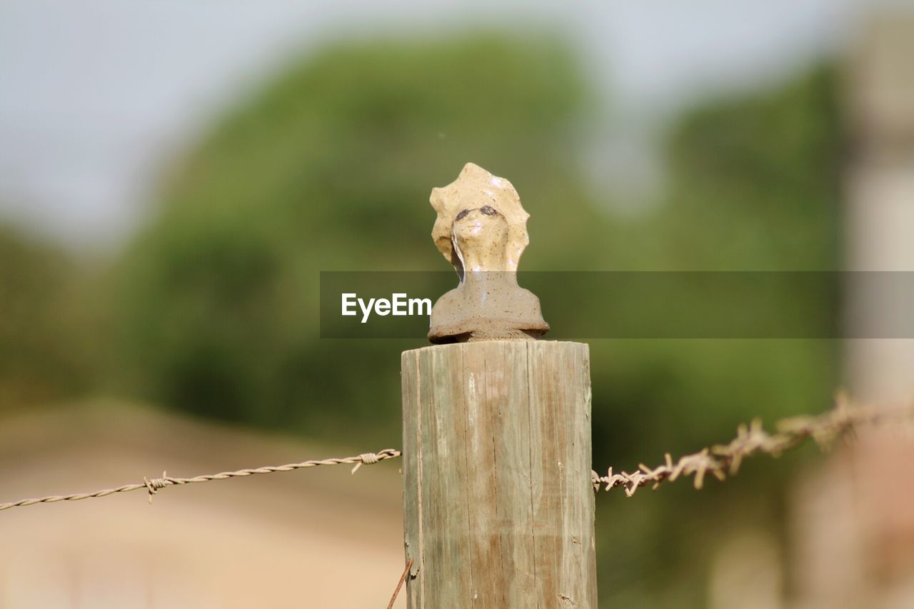 CLOSE-UP OF STATUE AGAINST WOOD