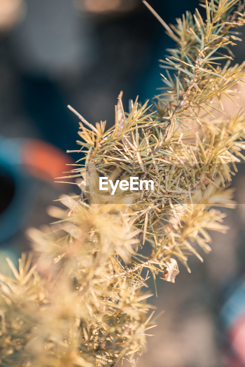 CLOSE-UP OF CACTUS PLANTS