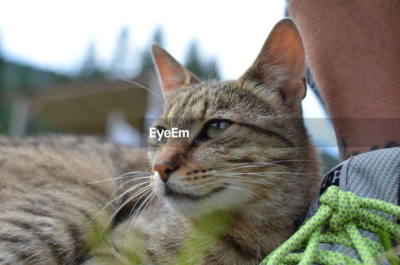 CLOSE-UP OF TABBY LOOKING AWAY