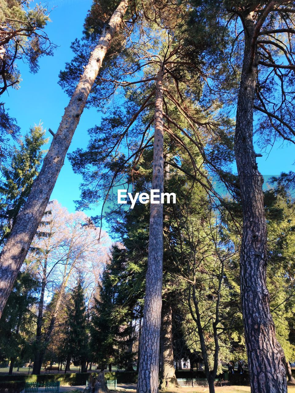 Tree Branch Forest Tree Trunk Blue Sunlight Sky