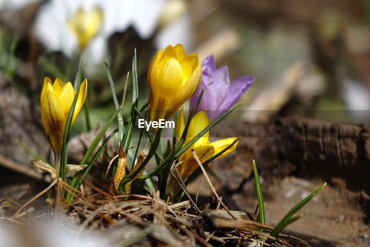 Close-up of crocus flowers blooming outdoors