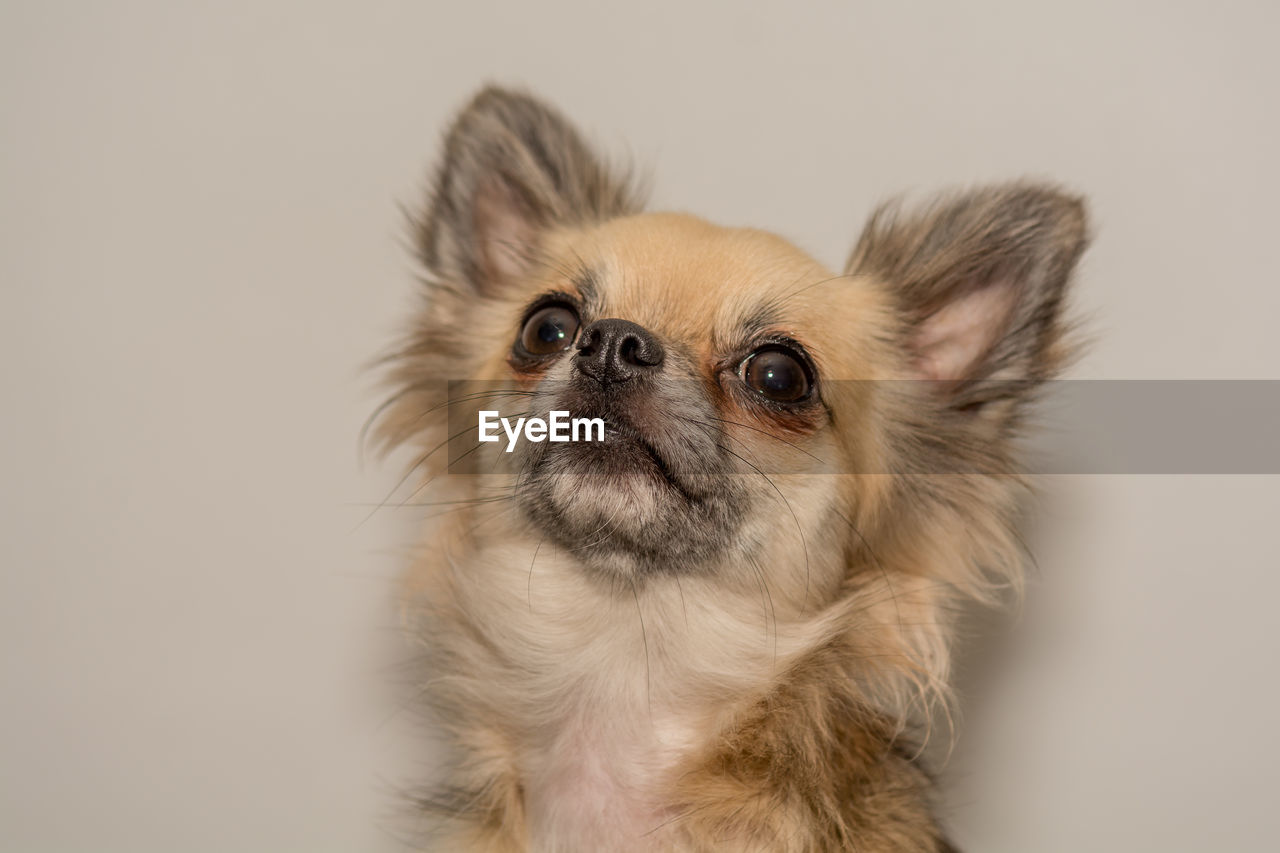 Close-up of dog against white background