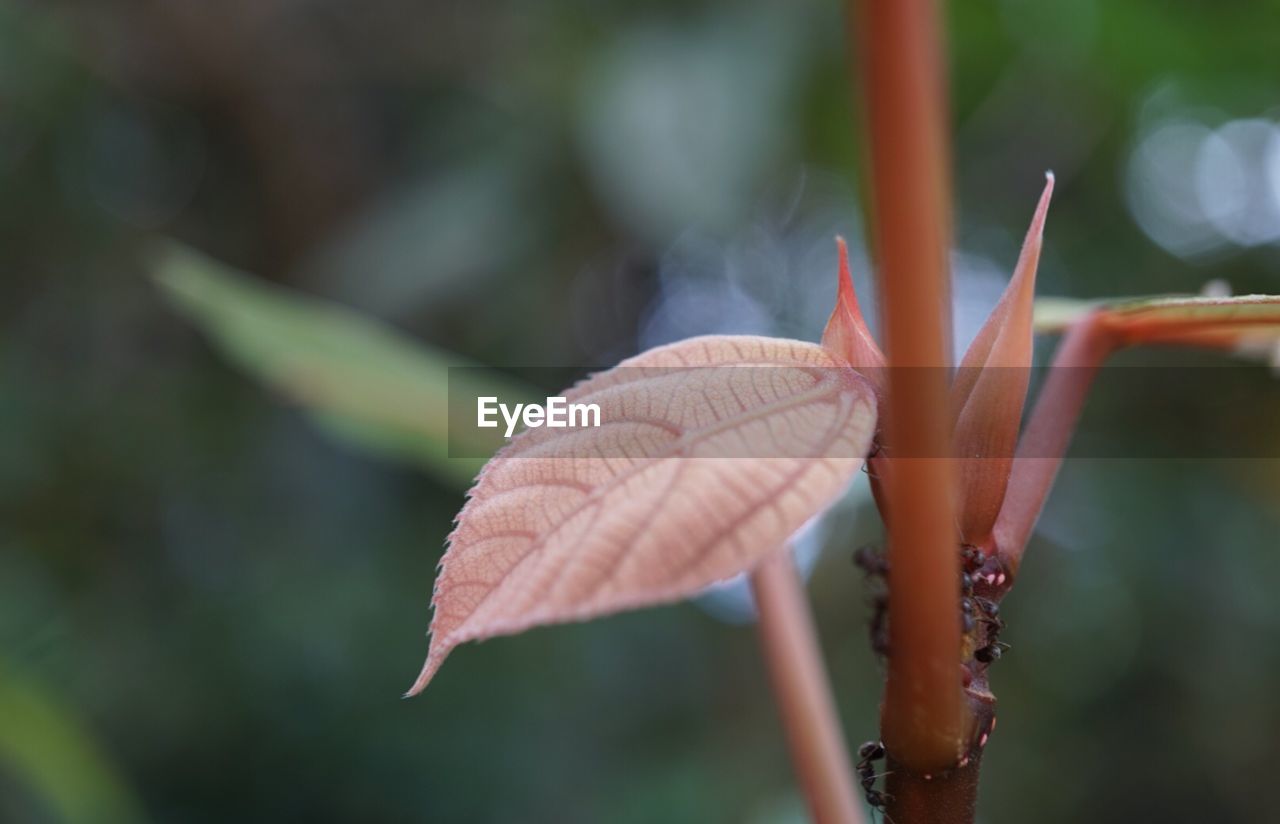 Close-up of fresh plant