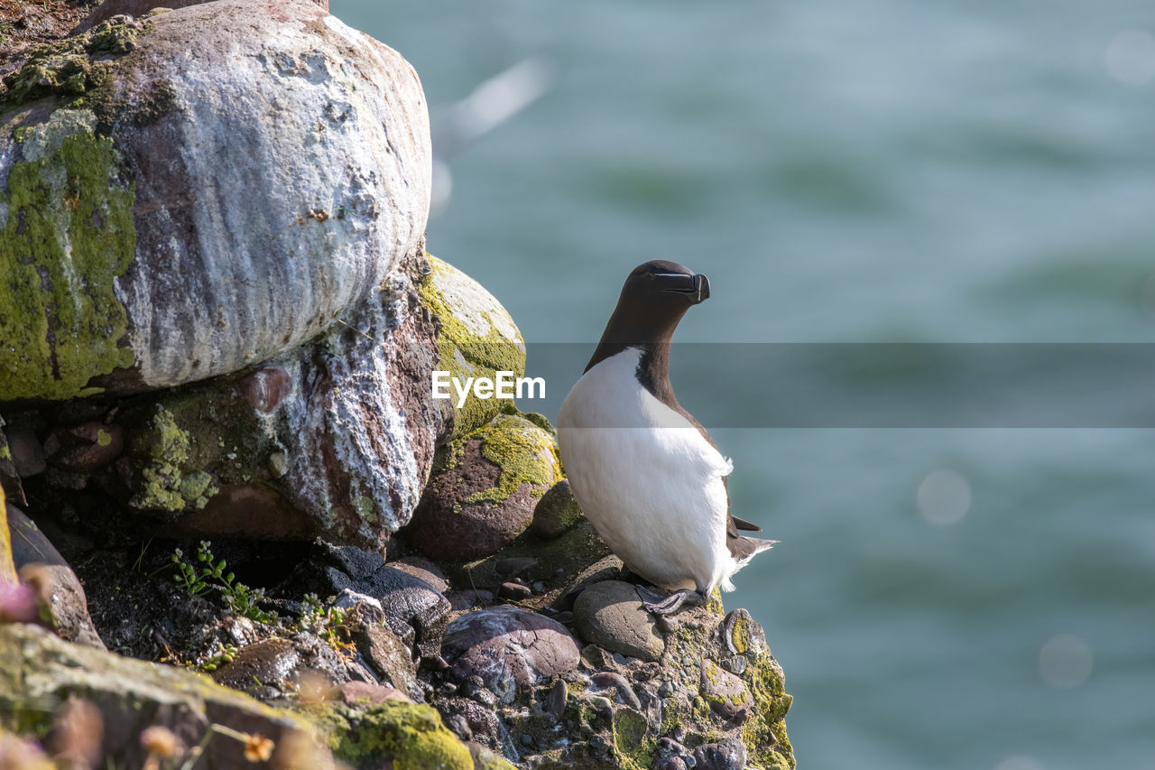 CLOSE-UP OF SEAGULL PERCHING ON ROCK IN SEA