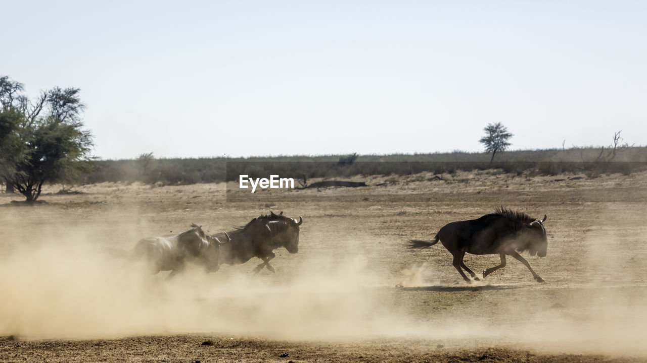 animal themes, mammal, animal, animal wildlife, group of animals, wildlife, environment, dust, nature, cattle, sky, landscape, domestic animals, plant, livestock, herd, wildebeest, no people, day, rural area, tree, grass, outdoors, field, land, agriculture, motion