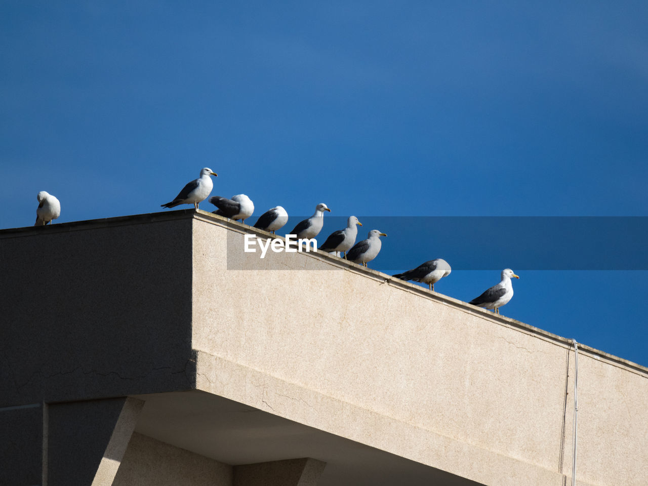 LOW ANGLE VIEW OF SEAGULLS PERCHING ON ROOF