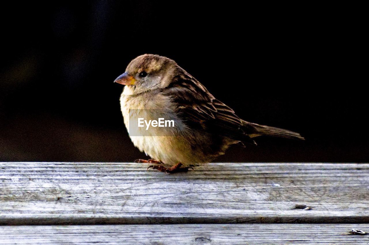 CLOSE-UP OF BIRD ON WOOD