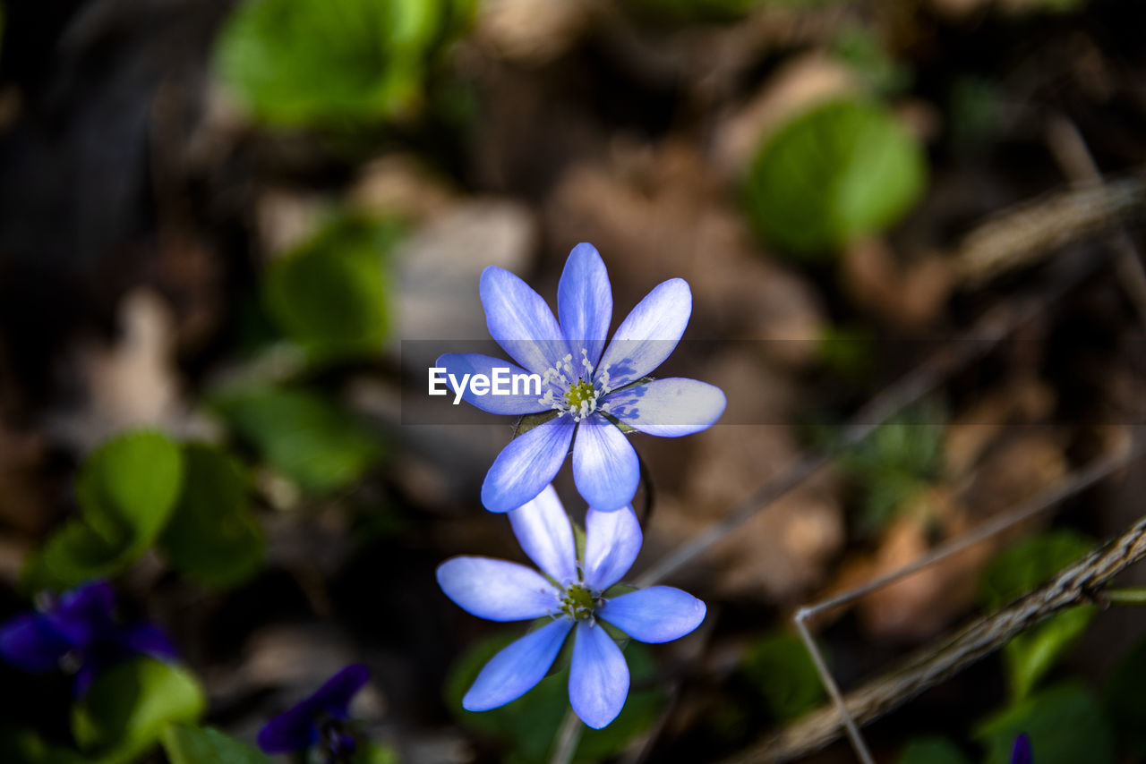 CLOSE-UP OF PURPLE FLOWERING PLANTS