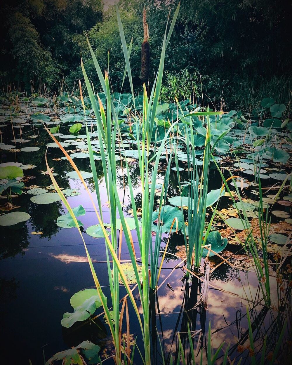 PLANTS GROWING BY LAKE