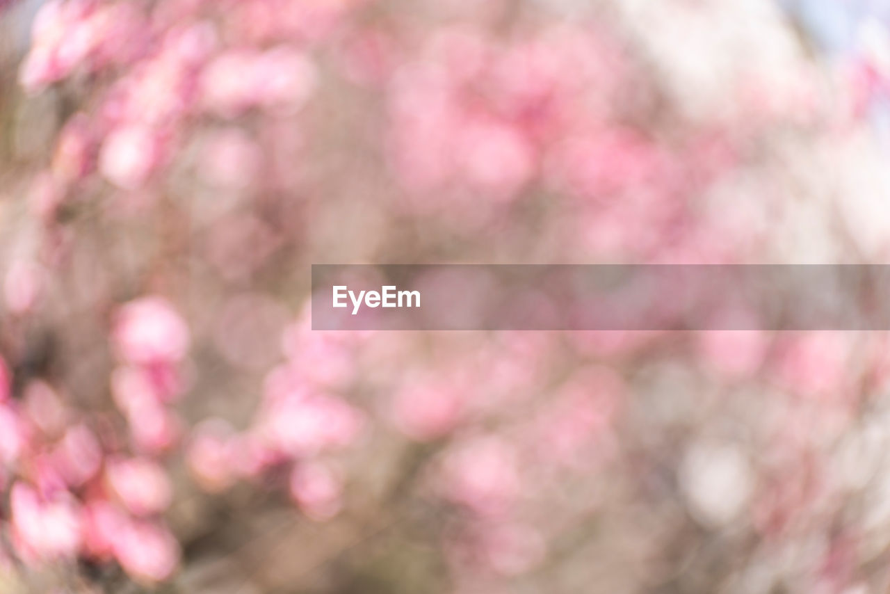 CLOSE-UP OF PINK CHERRY BLOSSOMS