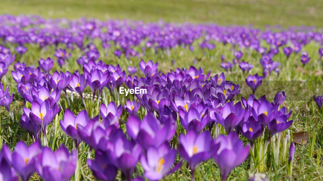 Close-up of large group of purple crocus flowers blooming on field