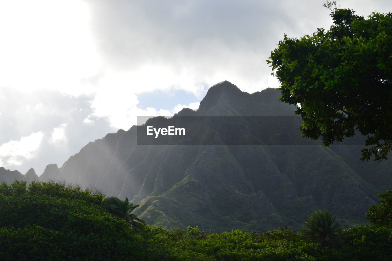 LOW ANGLE VIEW OF TREES AGAINST SKY