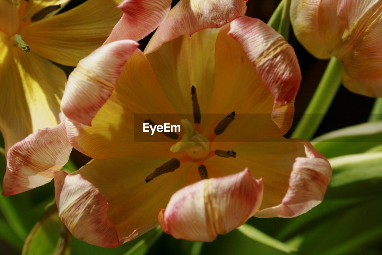 Tulips in my  living room