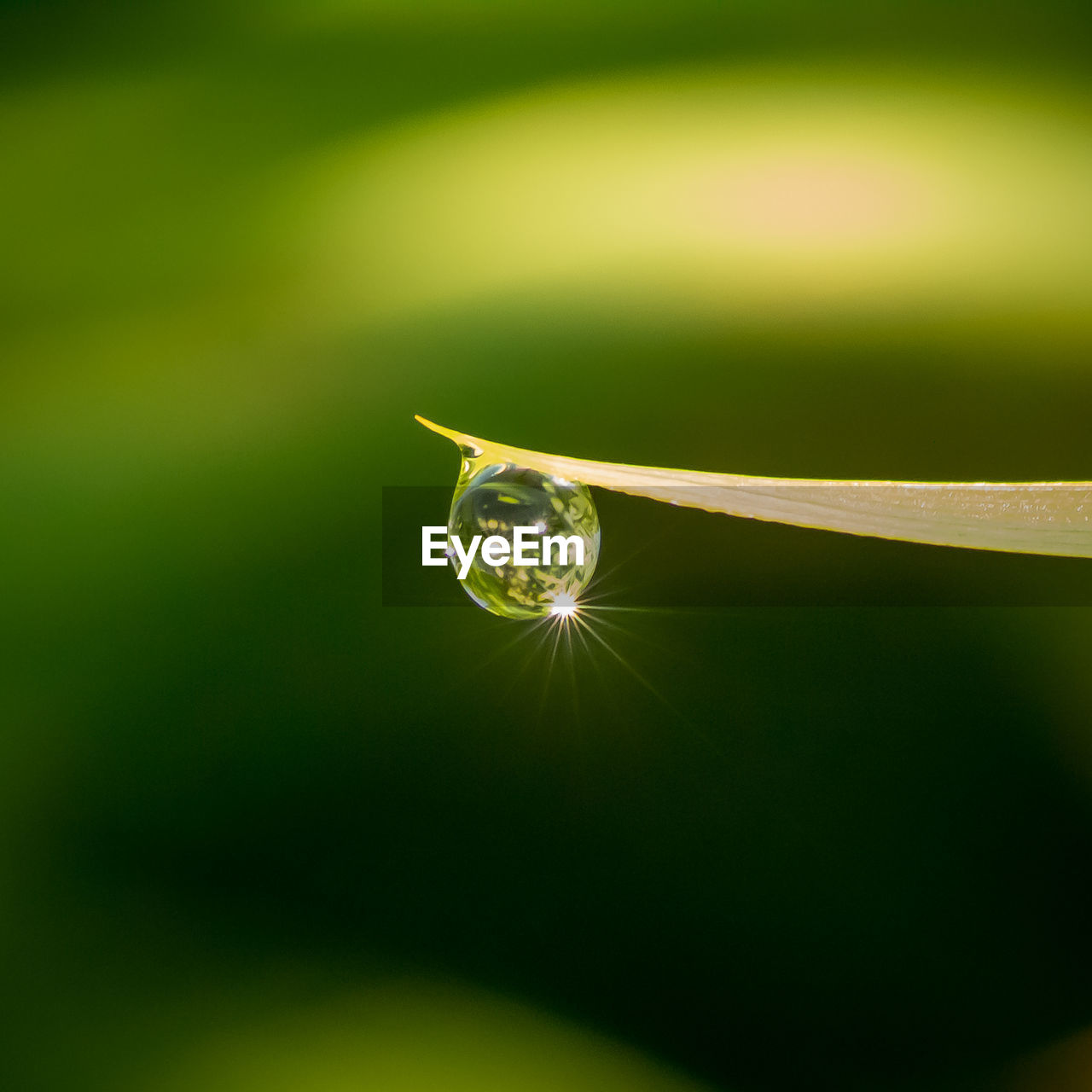 Close-up of water drops on plant