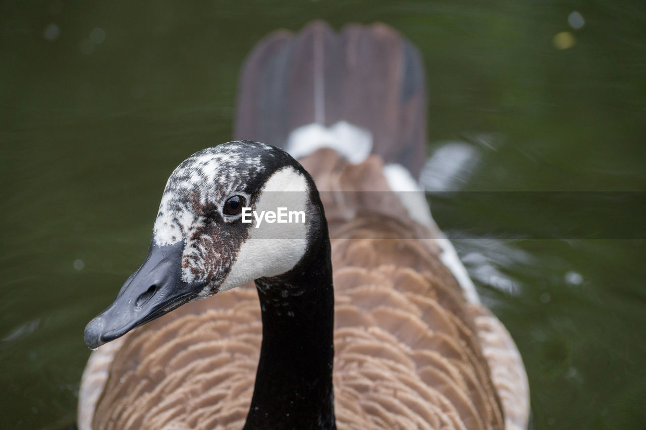 Close-up of canada goose swimming in lake