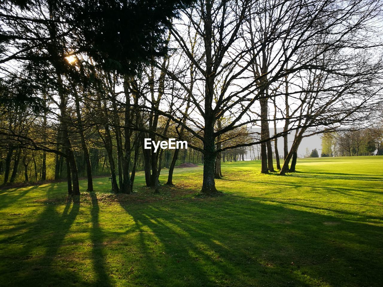 TREES IN GRASS AGAINST SKY